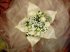 Bridesmaid petal posy