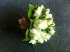 Ivory bridal posy